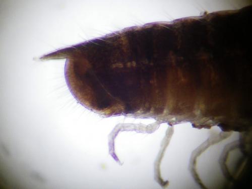 Leptoiulus belgicus